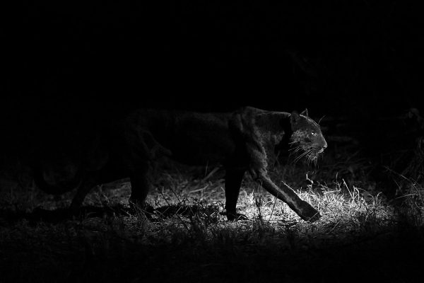 phoca_thumb_l_Svart_leopard_i_mrket_B7A3859_svhv
