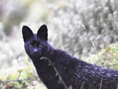 phoca_thumb_l_Svart_serval_foto_Alex_Ley_ALF7269_ret33