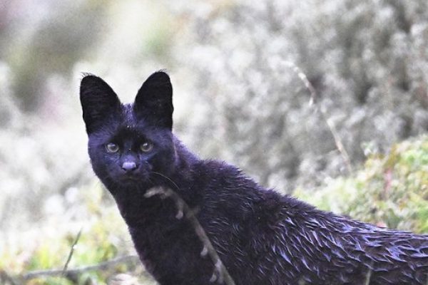 phoca_thumb_l_Svart_serval_foto_Alex_Ley_ALF7269_ret33