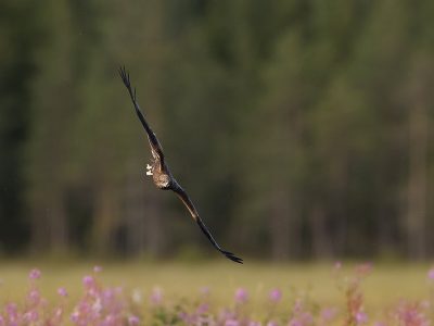 phoca_thumb_l_Svartglente_i_stup