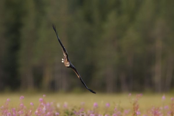 phoca_thumb_l_Svartglente_i_stup