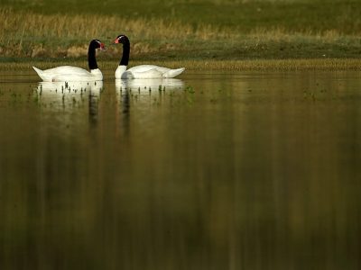 phoca_thumb_l_Svarthalssvane