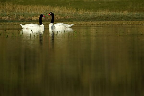 phoca_thumb_l_Svarthalssvane