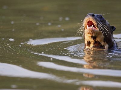phoca_thumb_l_TS10882