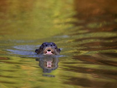 phoca_thumb_l_TS10884
