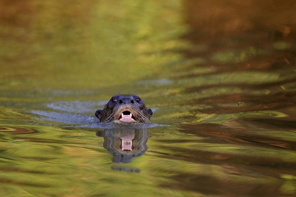 phoca_thumb_l_TS10884