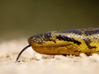 phoca_thumb_l_TS10947