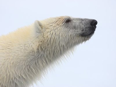 phoca_thumb_l_TS8221