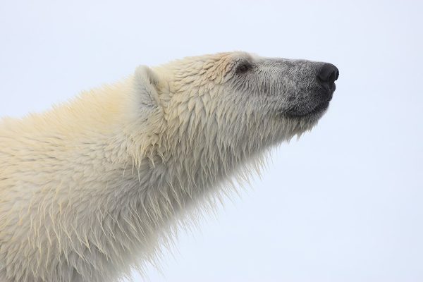phoca_thumb_l_TS8221