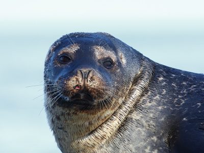 phoca_thumb_l_TS8233