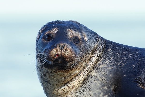 phoca_thumb_l_TS8233