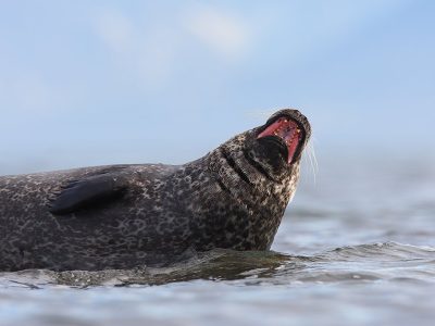 phoca_thumb_l_TS8238