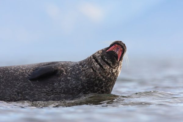 phoca_thumb_l_TS8238