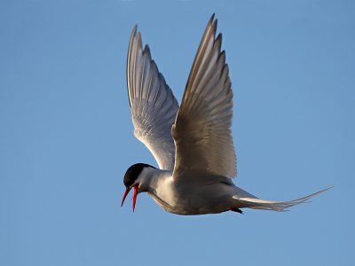 phoca_thumb_l_TS8348
