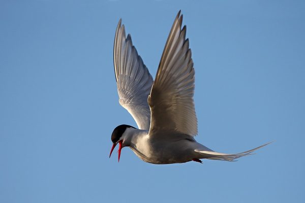phoca_thumb_l_TS8348