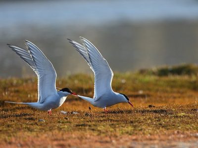 phoca_thumb_l_TS8349