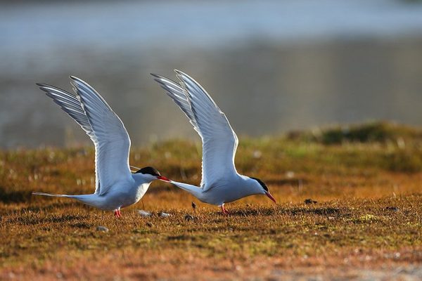 phoca_thumb_l_TS8349