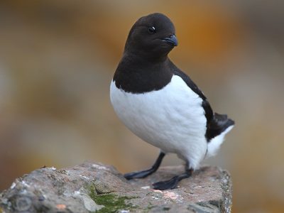 phoca_thumb_l_TS8360