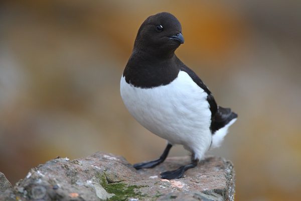 phoca_thumb_l_TS8360