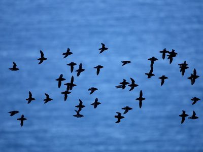 phoca_thumb_l_TS8373