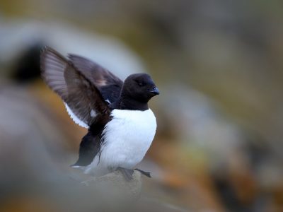phoca_thumb_l_TS8379