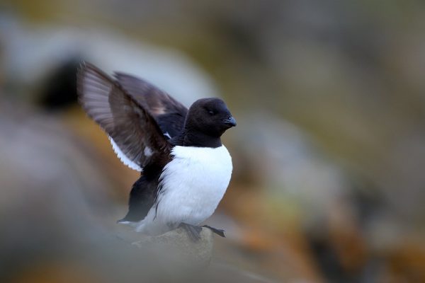 phoca_thumb_l_TS8379