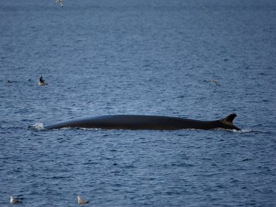 phoca_thumb_l_TS8393
