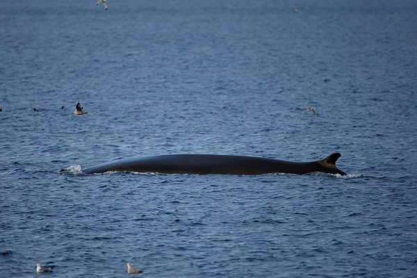 phoca_thumb_l_TS8393