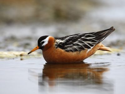 phoca_thumb_l_TS9341