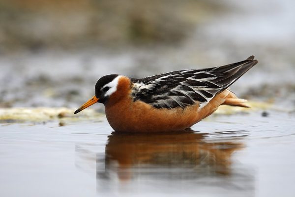 phoca_thumb_l_TS9341
