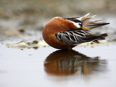 phoca_thumb_l_TS9342