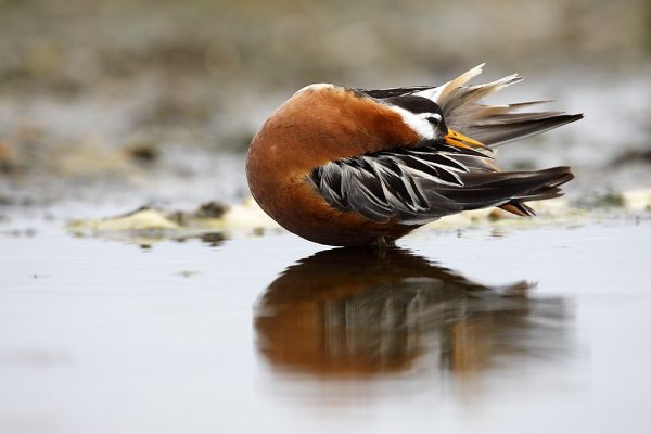 phoca_thumb_l_TS9342