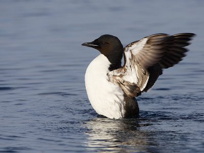 phoca_thumb_l_TS9357