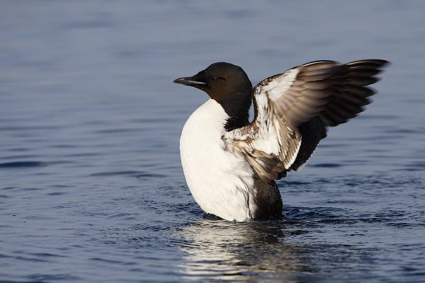 phoca_thumb_l_TS9357