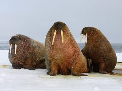 phoca_thumb_l_TS9380