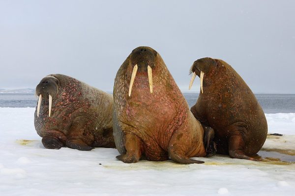 phoca_thumb_l_TS9380