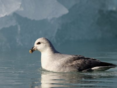 phoca_thumb_l_TS9384