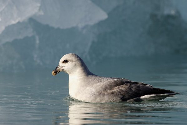 phoca_thumb_l_TS9384