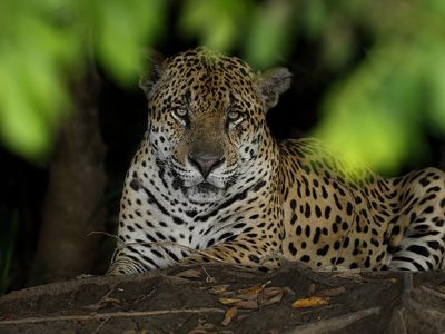 phoca_thumb_l_TS9504_face