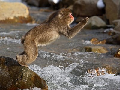 phoca_thumb_l_TS9644