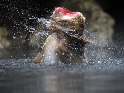 phoca_thumb_l_TS9652