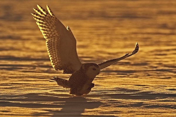 phoca_thumb_l_TS9662