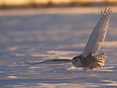 phoca_thumb_l_TS9664