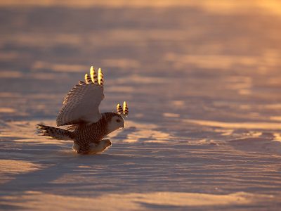 phoca_thumb_l_TS9667