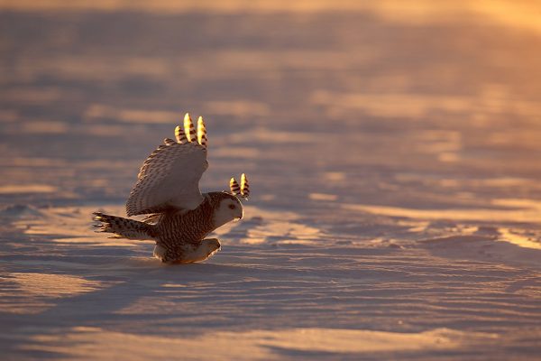 phoca_thumb_l_TS9667
