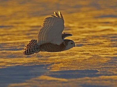 phoca_thumb_l_TS9668