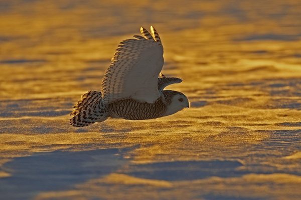 phoca_thumb_l_TS9668