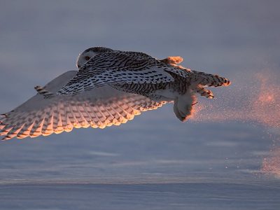 phoca_thumb_l_TS9669