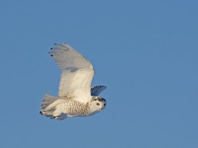 phoca_thumb_l_TS9670