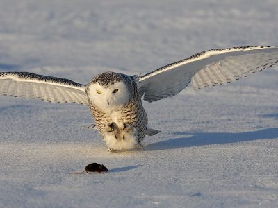 phoca_thumb_l_TS9672